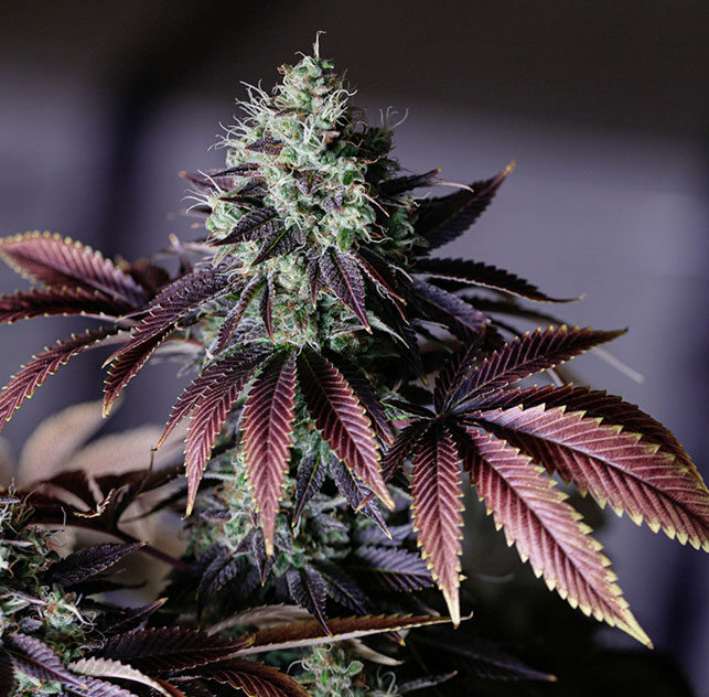 Recreational cannabis dispensary middlesex county MA - glamorous colorful photo of marijuana flower