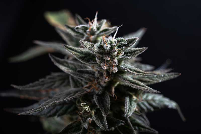 cbd for anxiety and depression