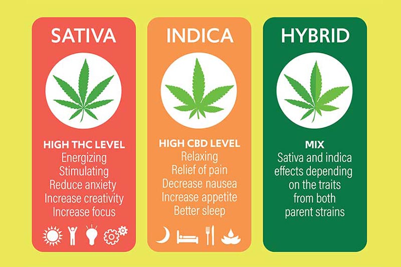 Indica Sativa And Hybrid Strains infographic