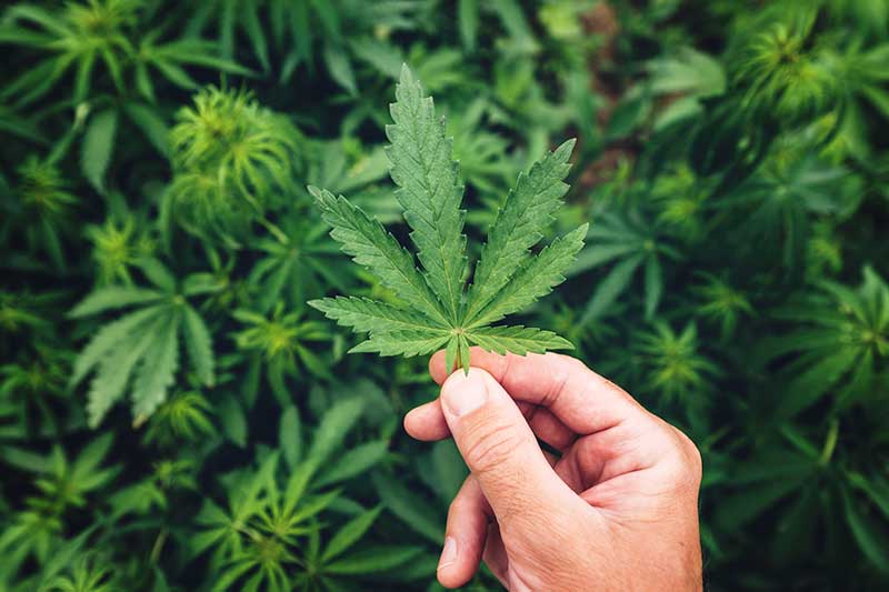 cbd for anxiety and depression