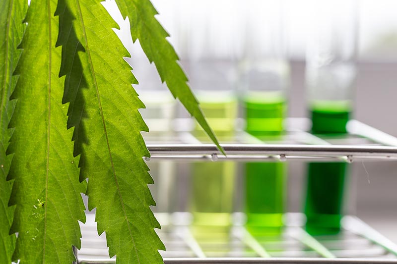 Types Of Cannabinoids