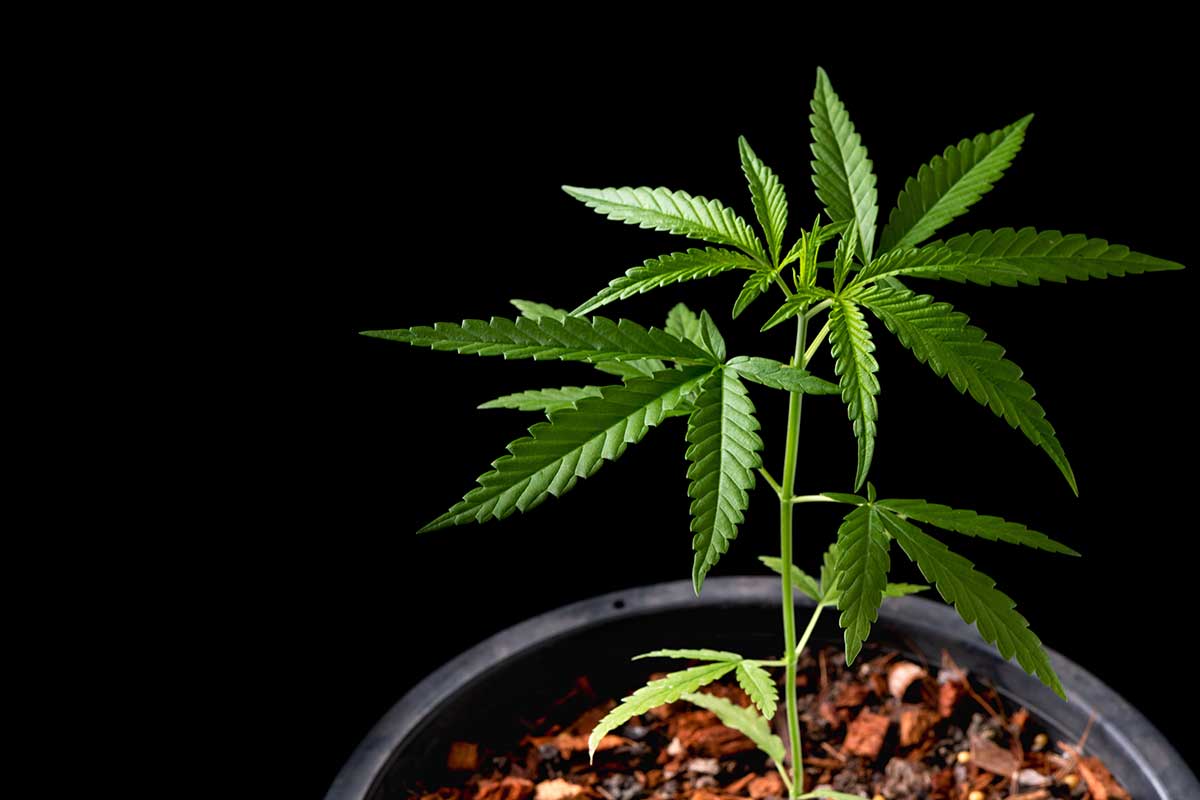 cbd for anxiety and depression
