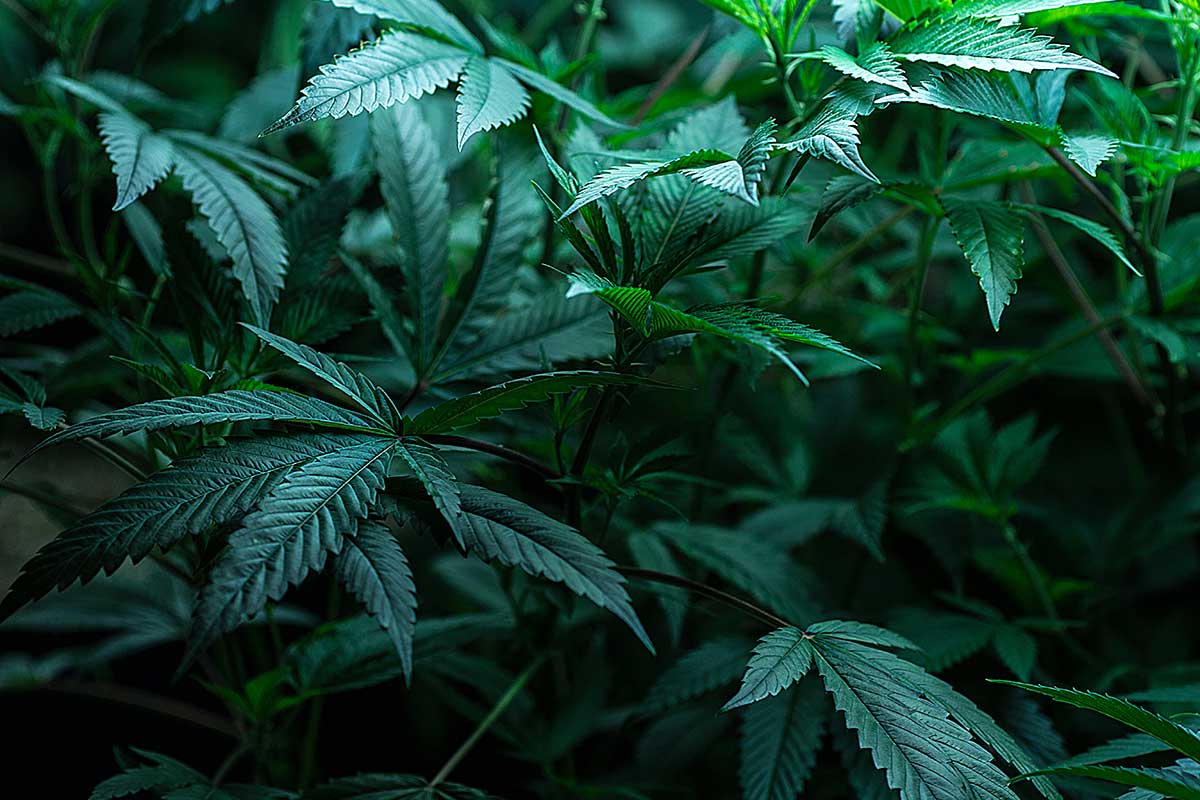 cbd for anxiety and depression