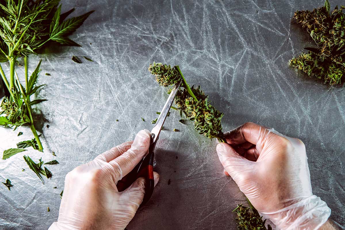 cbd for anxiety and depression