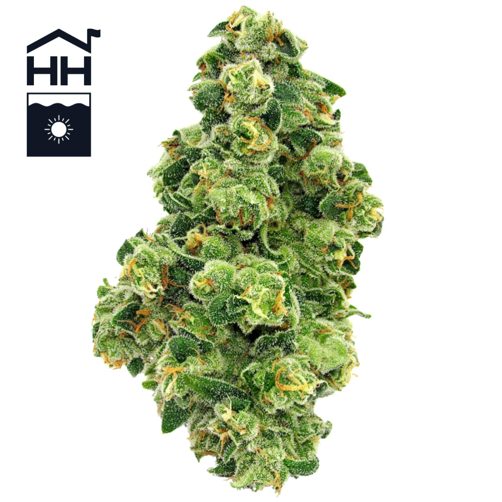 OVM (Orange Vanilla Milano) Buds | - Image 2