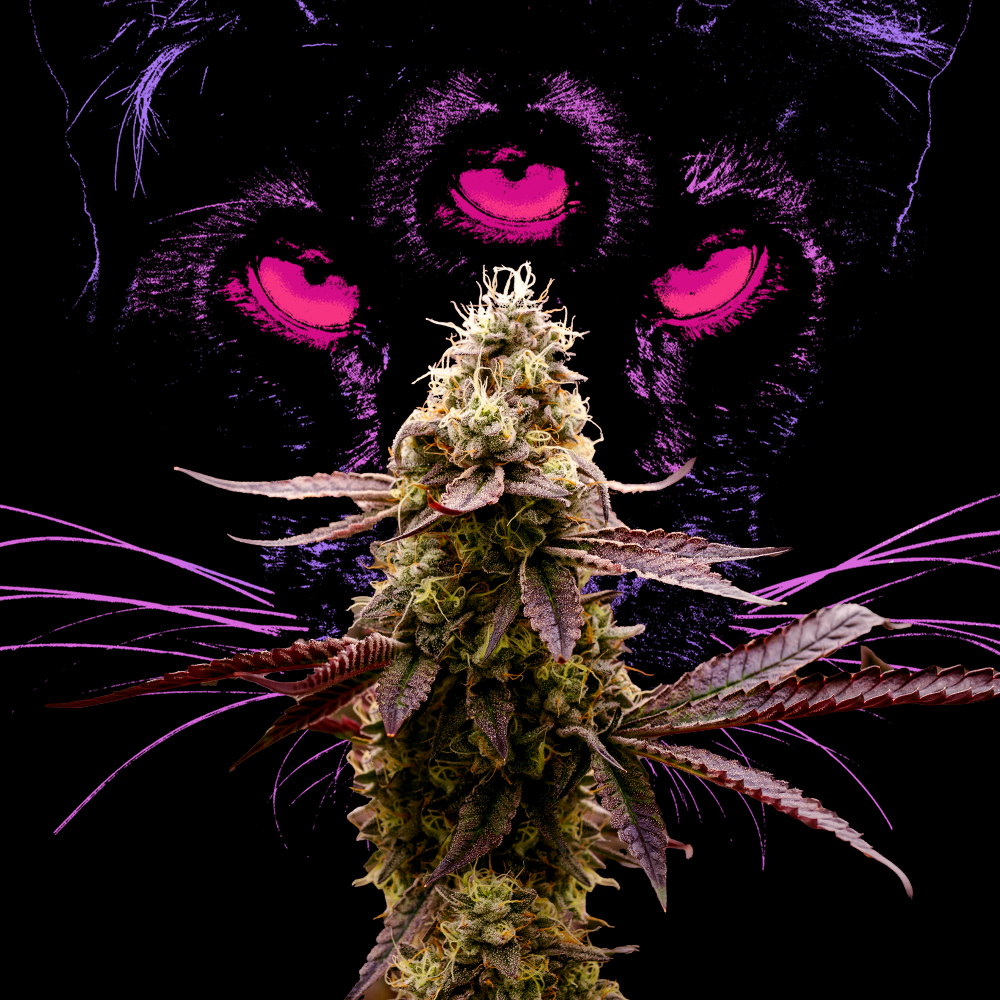 Animal Face Buds | - Image 7