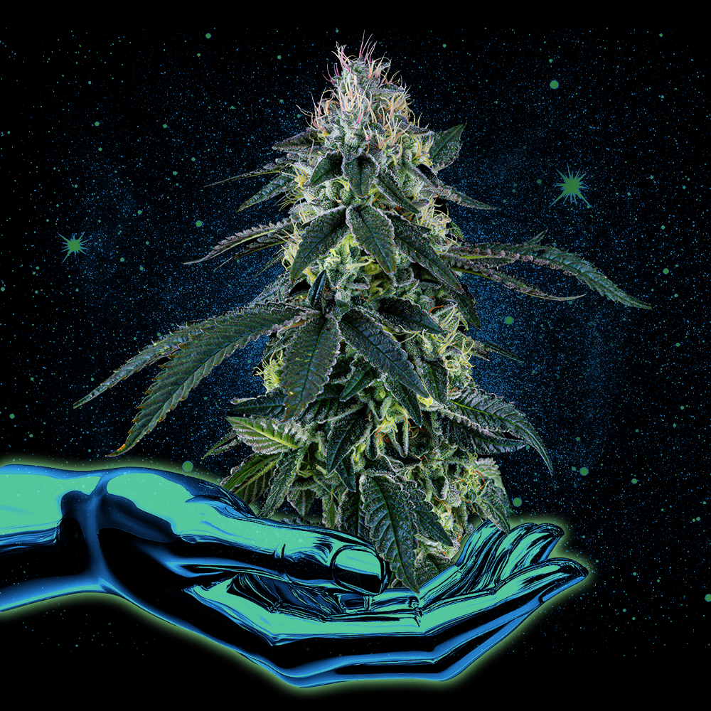 Brownie Scout Buds | - Image 7