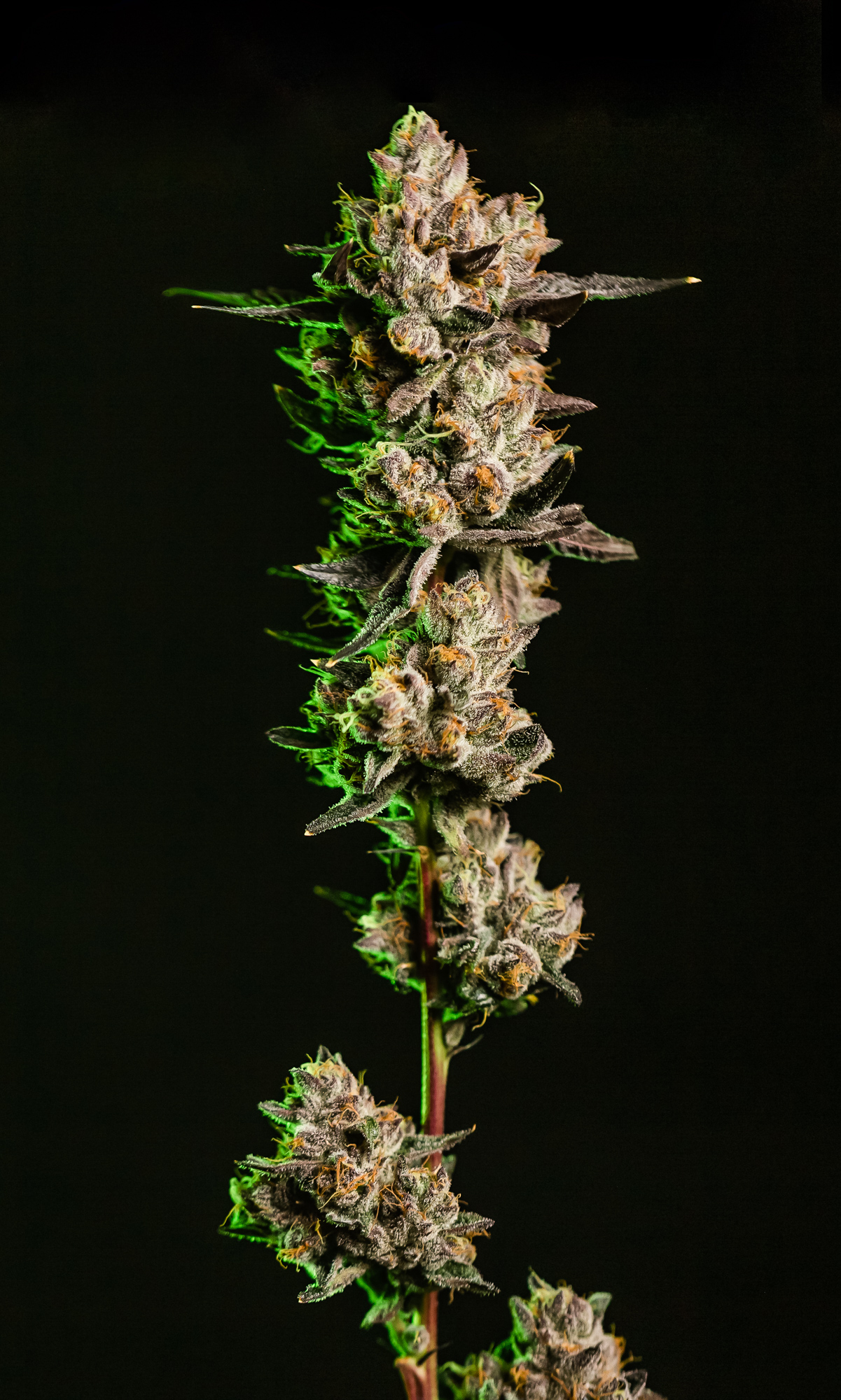 Blue Andeze Buds |