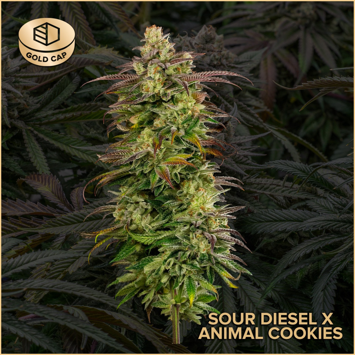 Sour Diesel x Animal Cookies Buds |