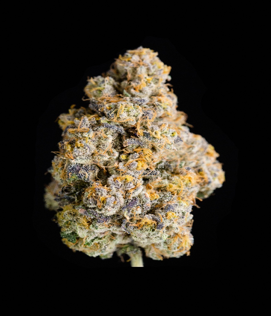 Cape White Shark Buds |
