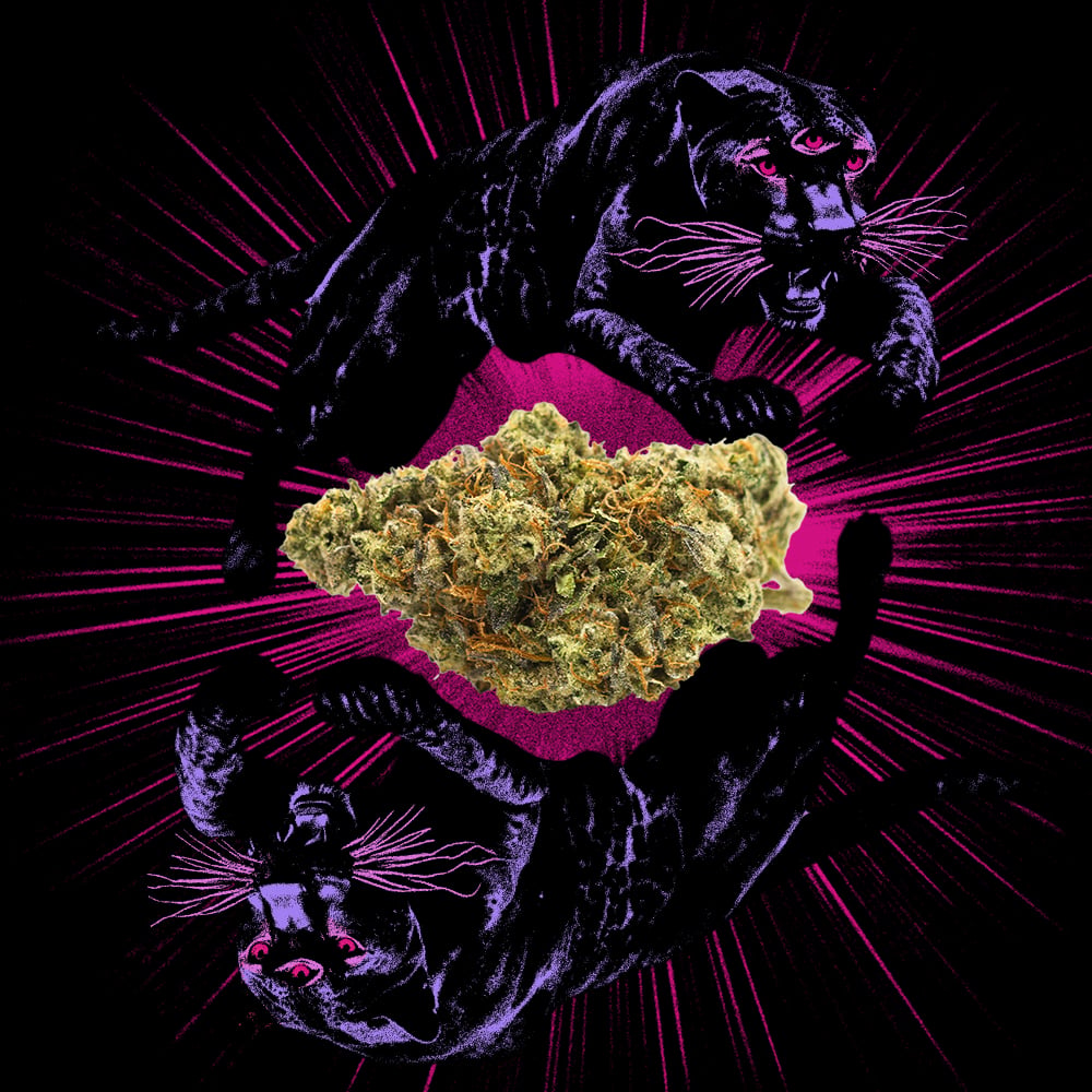 Animal Face Mixed Buds | - Image 5
