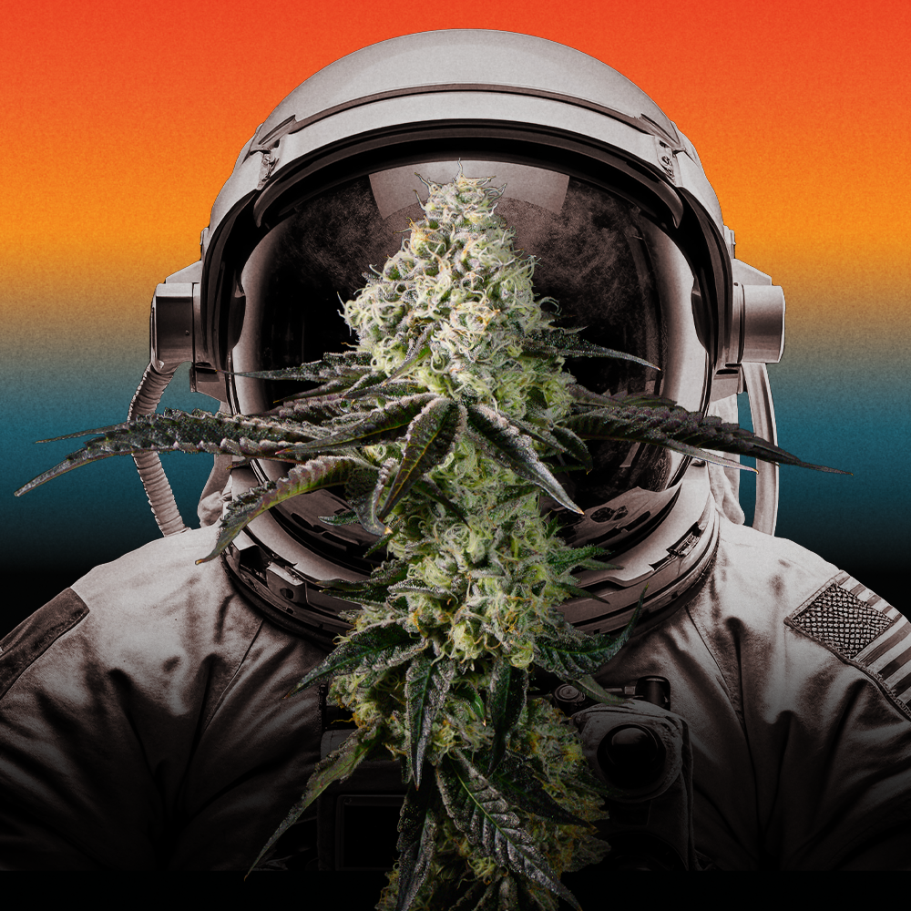 Afternoon Delight #4 Buds | - Image 7