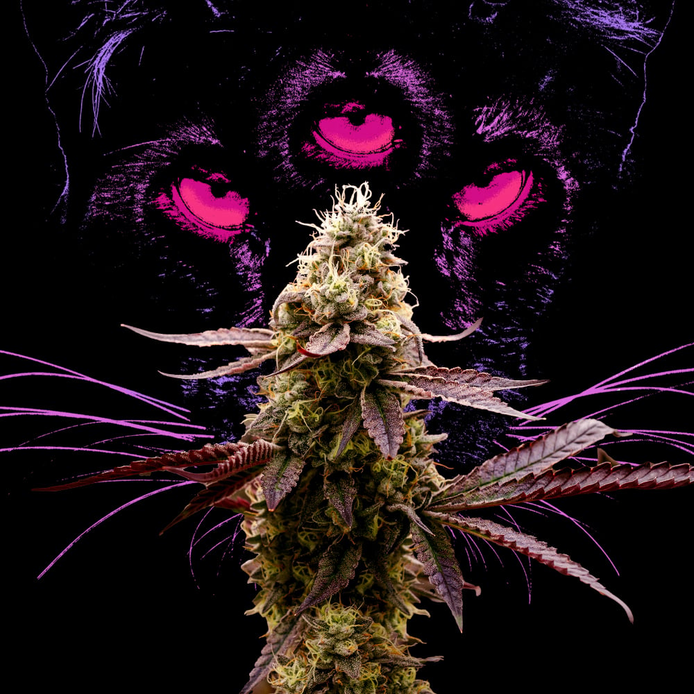 Animal Face Mixed Buds | - Image 6