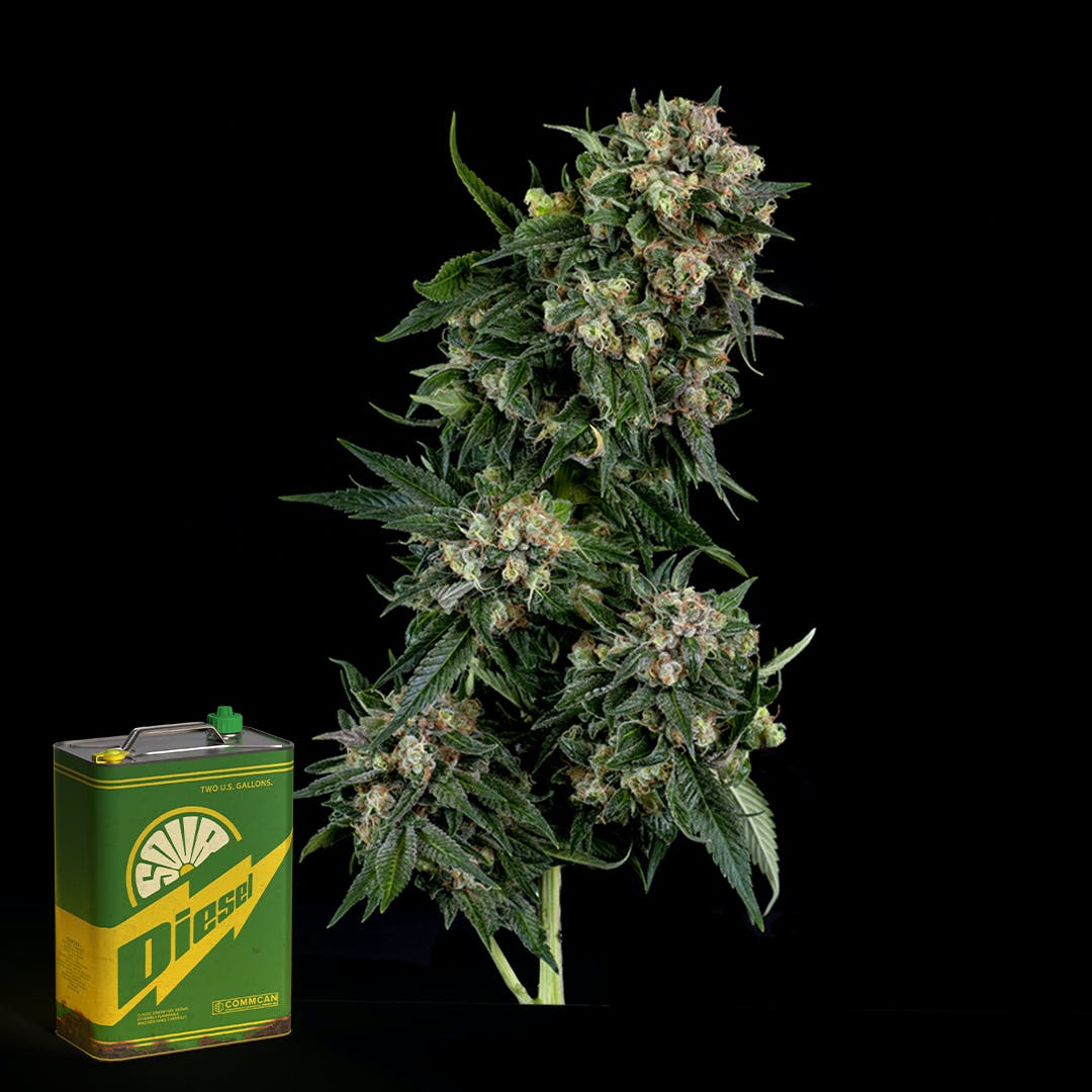 Sour Diesel Buds | 3.5g
