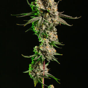 Purple Push Pop Buds | 3.5g
