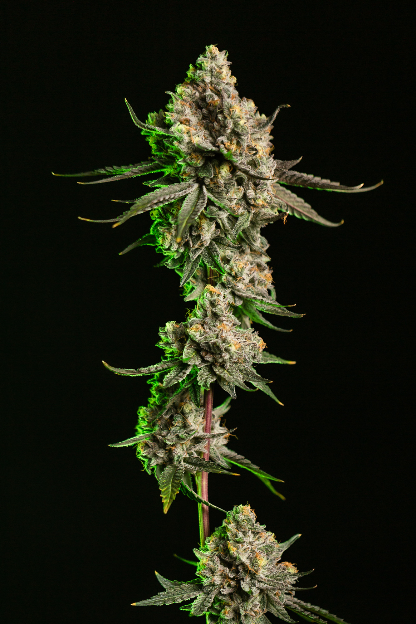 Purple Push Pop Buds | 3.5g
